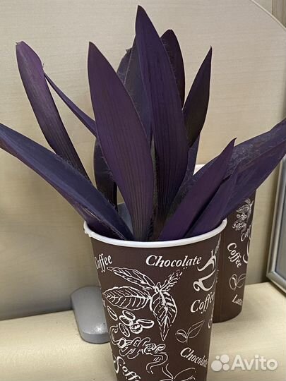 Традесканция