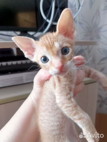 Котенок сфинкс браш