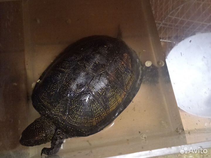 Болотная,черепаха