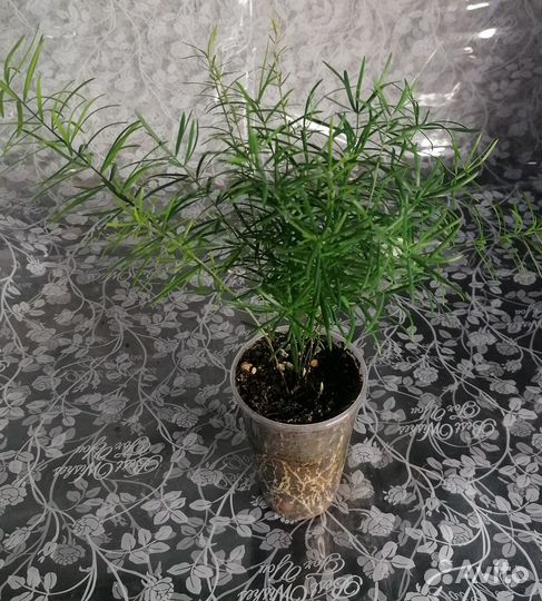 Аспарагус шпренгера