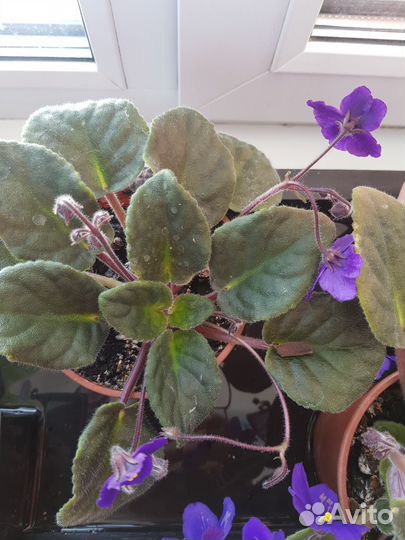 Комнатные растения, цветы большие