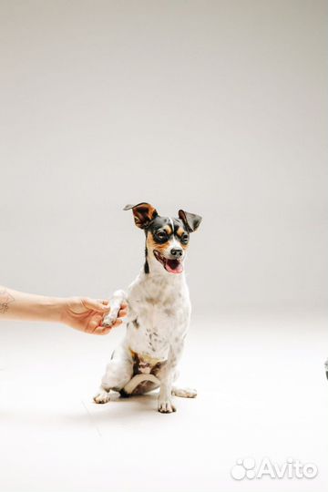 Метис Джек Рассел терьера в добрые руки