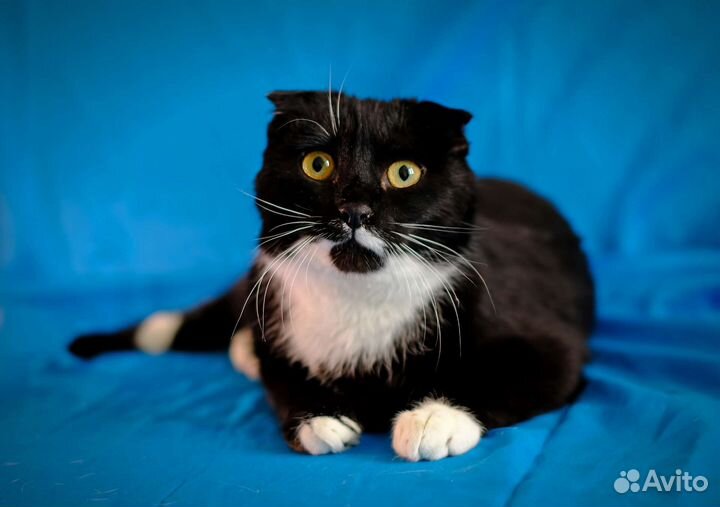 Молодая кошка-вислоушка ищет дом