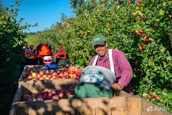 Сборка яблок вахта