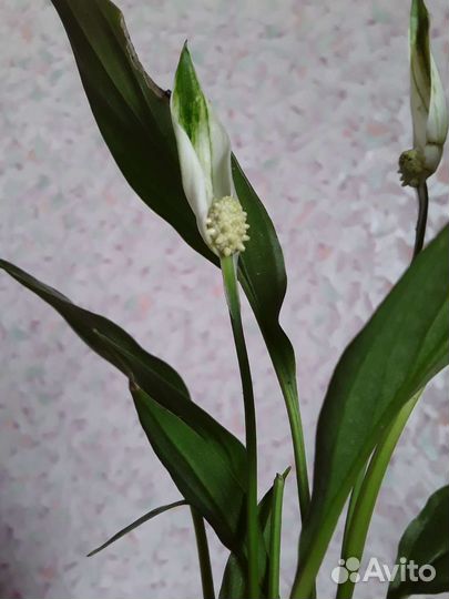 Спатифиллум,кроссандра