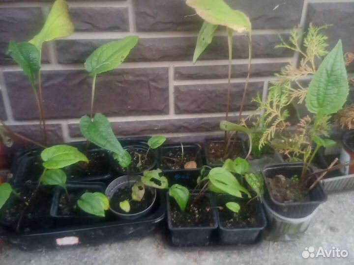 Эхинацея саженцы