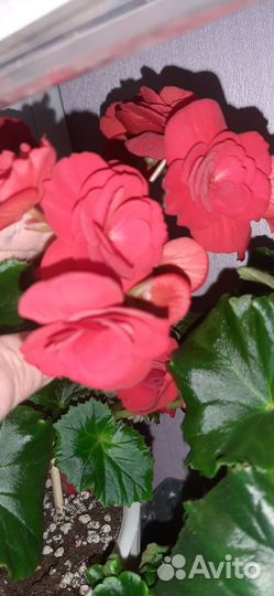 Бегония элатиор