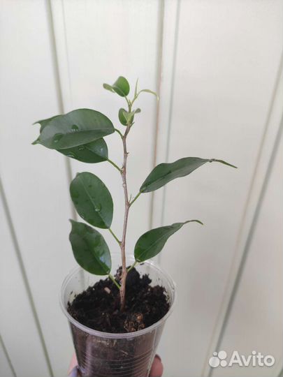 Фикус, толстянка, замиокулькас, хавортия