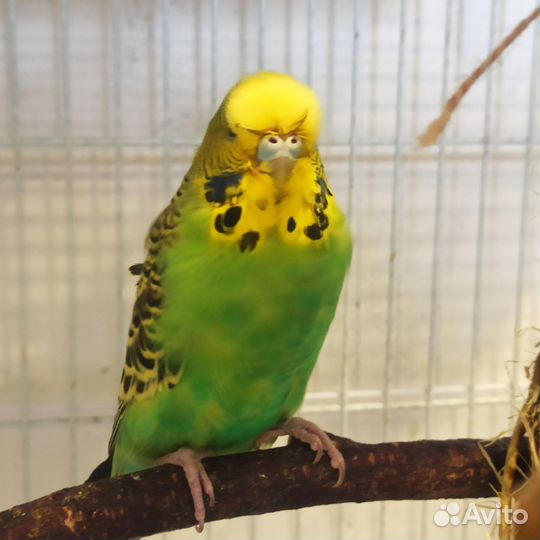 Волнистый попугай