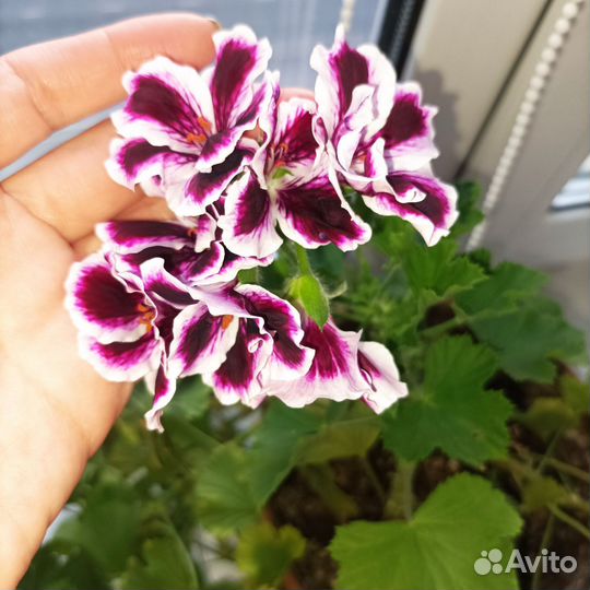 Пеларгония герань королевская