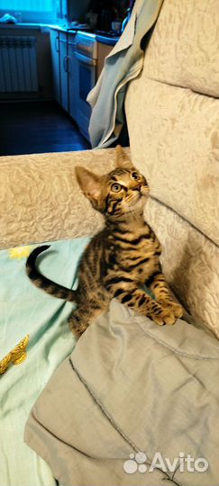 Бенгальский котик