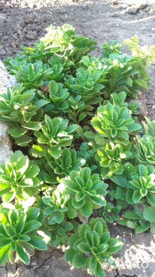 Очиток (седум)