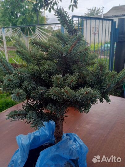 Ель голубая