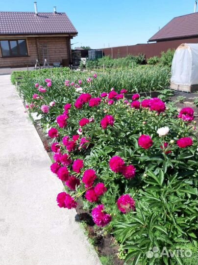 Астильба Катальпа Лилейник Хоста Пион Мята