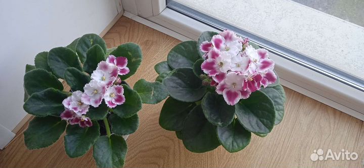 Фиалки (листы с детками)