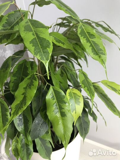 Фикус бенджамина
