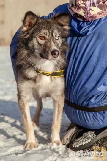 Собака в добрые руки отдам бесплатно