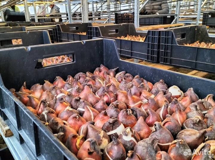 Луковицы тюльпанов оптом