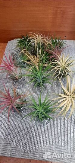 Тилландсия атмосферная