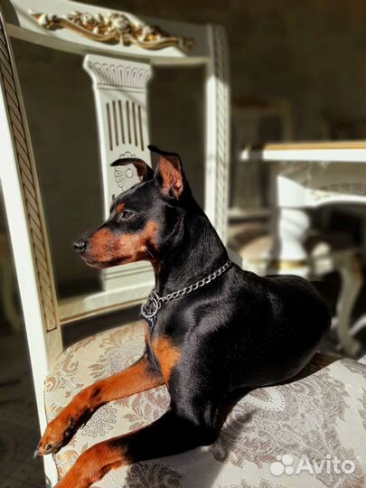 Вязка цвергпинчер