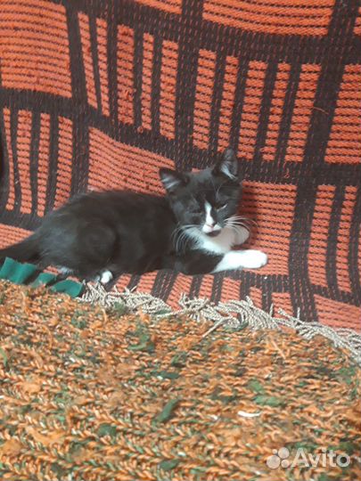 Животные в добрые руки