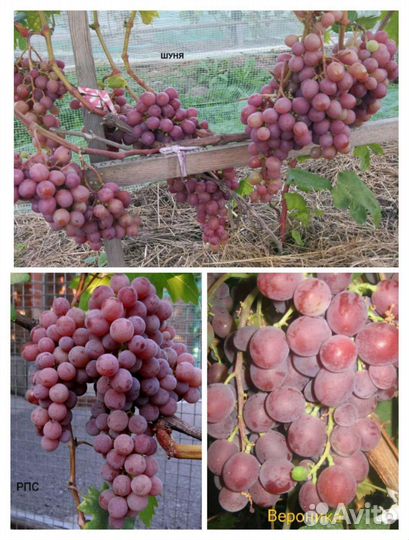 Саженцы винограда
