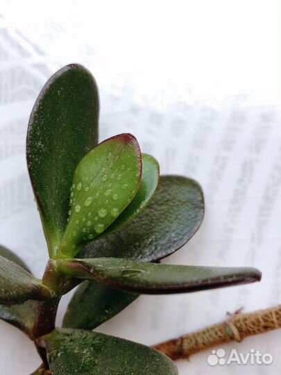 Крассула толстянка бесплатно