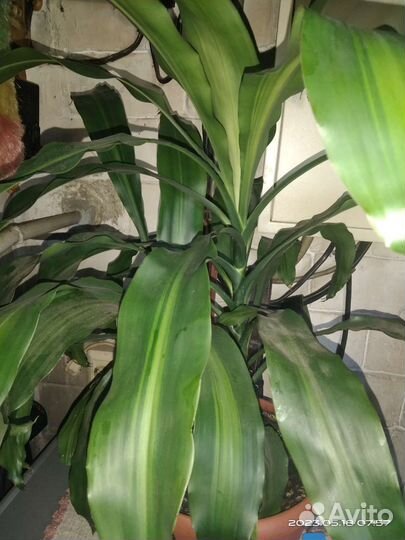 Драцена душистая