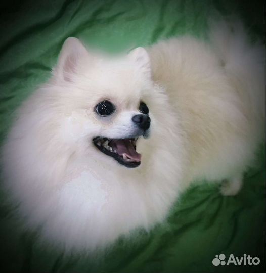 Померанский шпиц девочка