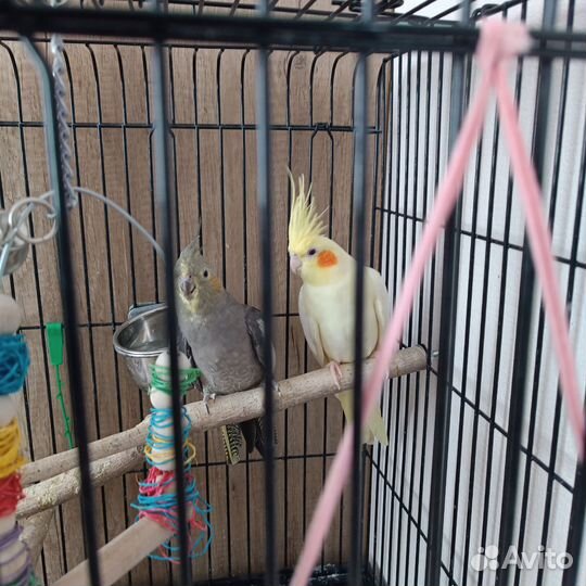 Попугаи Корелла с клеткой