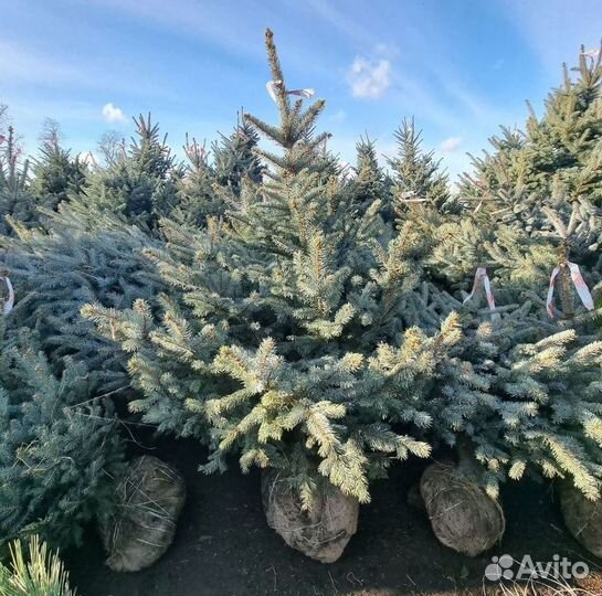 Саженцы Ель Глаука Экстра из питомника