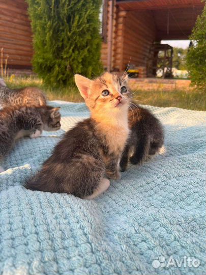 Котята Победы 9мая