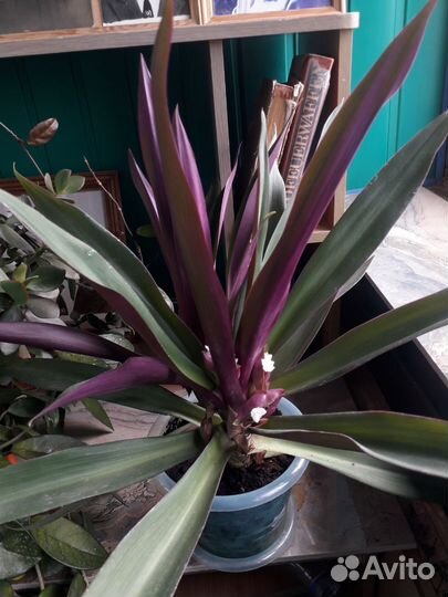 Спатифиллум,хойя,кротон