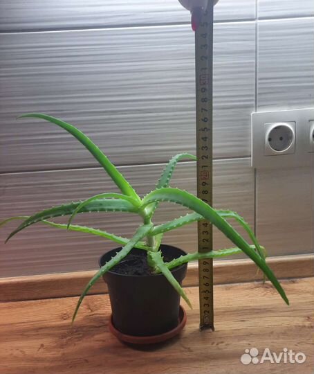 Алоэ 3 года (с горшком)