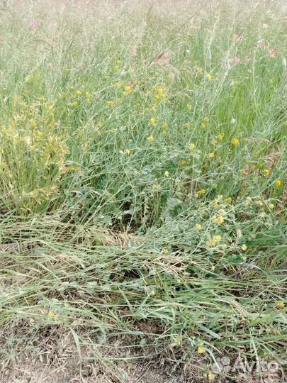 Продам сено в тюках