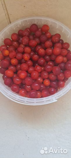 Клюква, калина, чёрная рябина