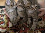 Редкие трёхцветные котята от кошки мышеловки