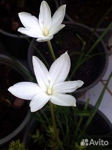 Зефирантес Выскочка Жёлтый