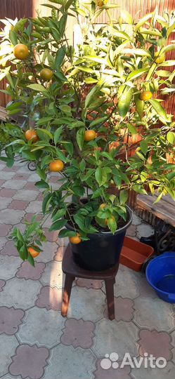 Привитой мандарин