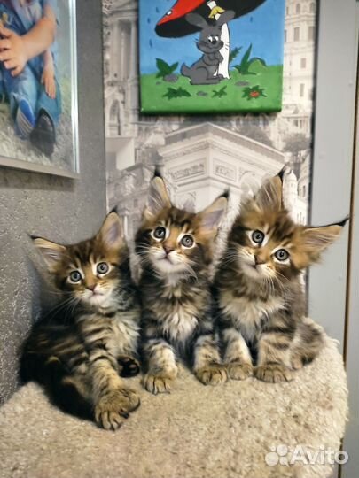 Котята мейн-кун