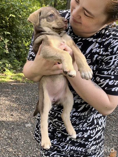 Две девочки в добрые руки