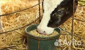 Комбикорм для дойных коров