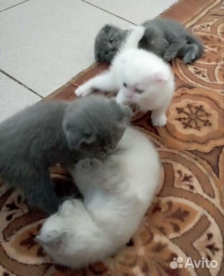 Британские котята