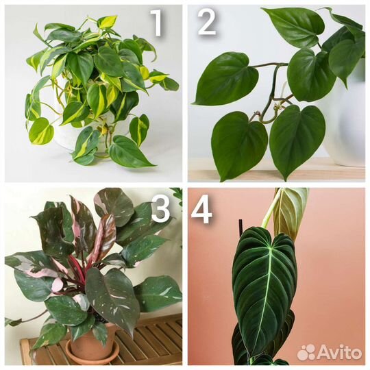 Сциндапсус, эпипремнум, филодендрон, монстера