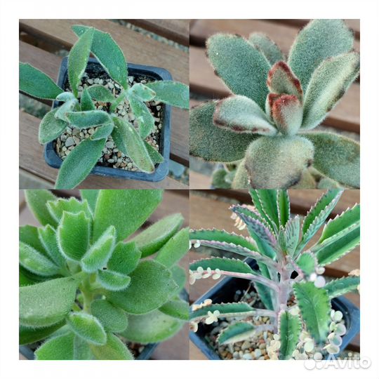 Кактусы и суккуленты