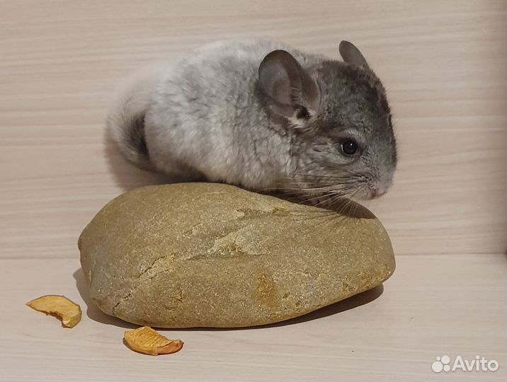 Шиншилленок мальчик белый эбони средний 3 мес