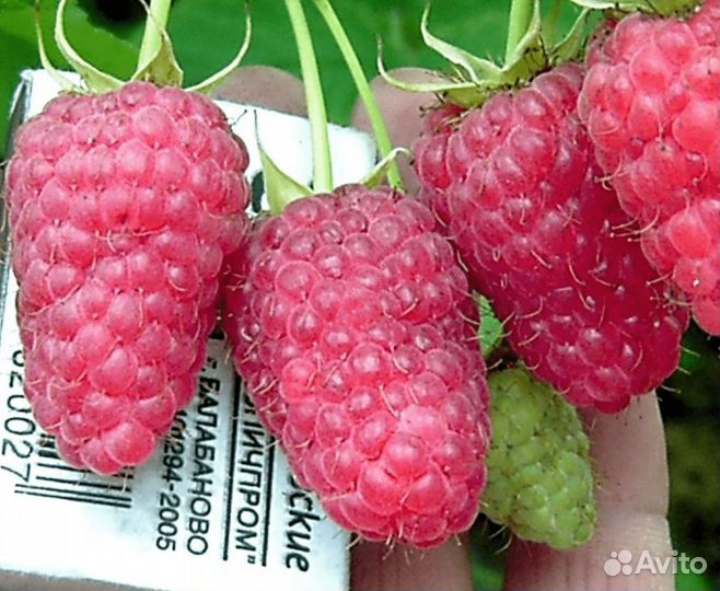 Ремонтантная малина