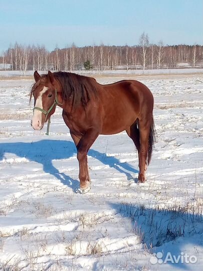 Жеребец, кобылки, лошади, обмен