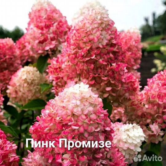 Гортензии метельчатые древовидные