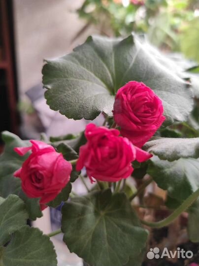 Пеларгония Ю Анна Каренина